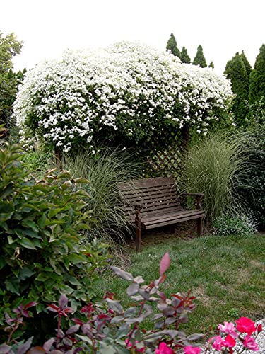Sweet Autumn Clematis Live Plant in 4 Inch Growers Pot D5501