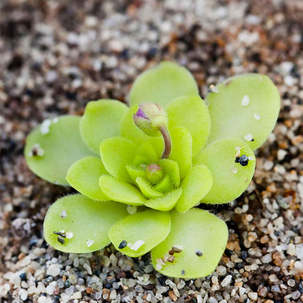 Mexican Butterwort Carnivorous Plant Seeds for Home Garden Q818