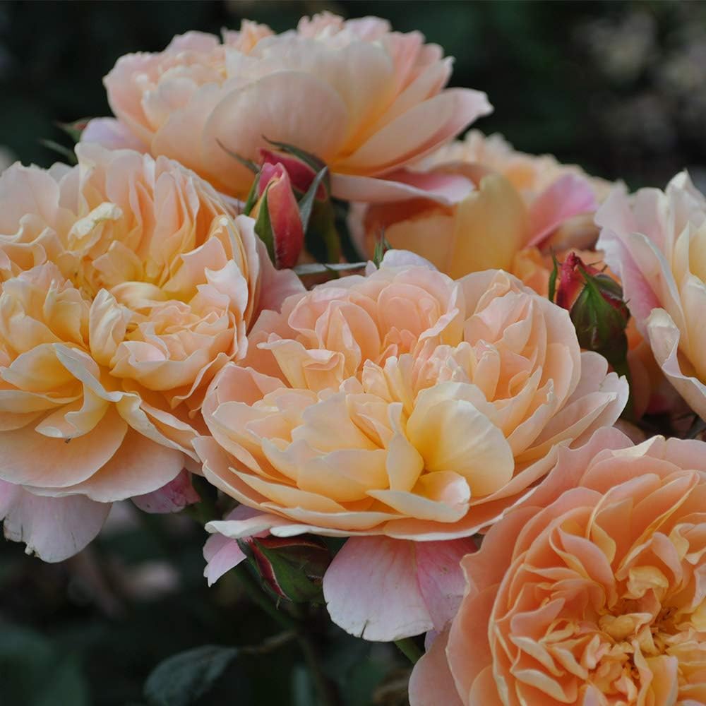 Climbing Rose Plant for Outdoor Planting M696267