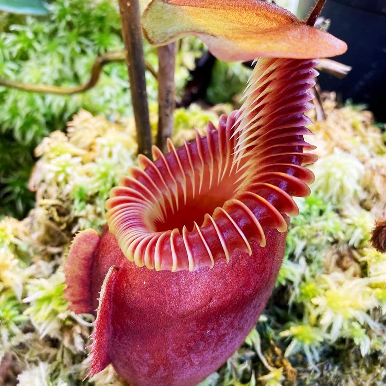 Giant Tropical Pitcher Plant Seeds, Carnivorous Houseplant D87677