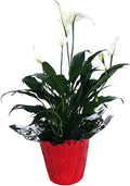 Peace Lily Plant - Spathyphyllium - 4" Pot/Decorative Pot Cover