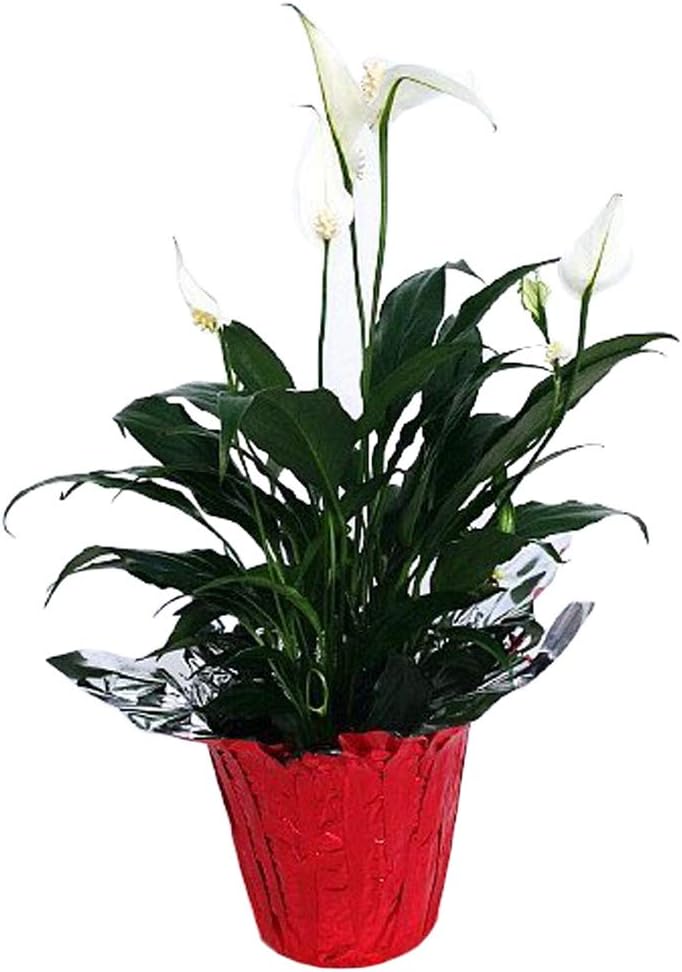 Peace Lily Plant - Spathyphyllium - 4" Pot/Decorative Pot Cover