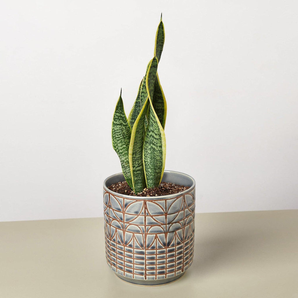 Snake Plant Laurentii Live Indoor Plant Easy Care Natural Décor M3993