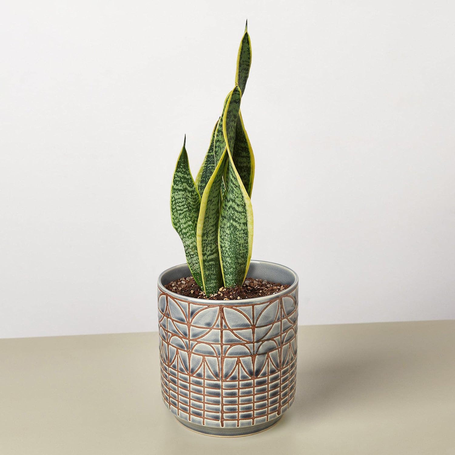 Snake Plant Laurentii Live Indoor Plant Easy Care Natural Décor M3993