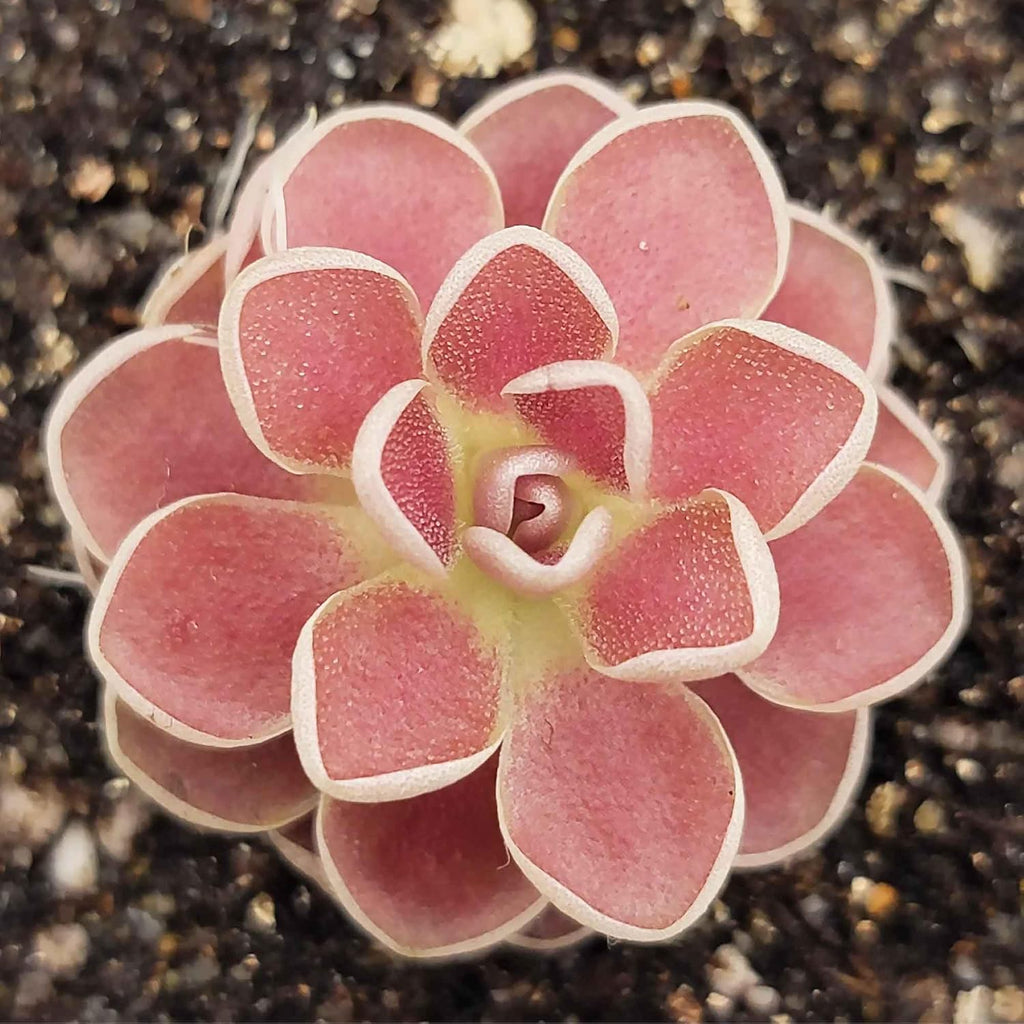 Mexican Butterwort Carnivorous Plant Seeds for Home Garden Q818