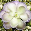25Pcs Mexican Butterwort Carnivorous Plant Seeds Pinguicula Moctezumae Flowering Seeds for Home Garden by QAUZUY GARDEN