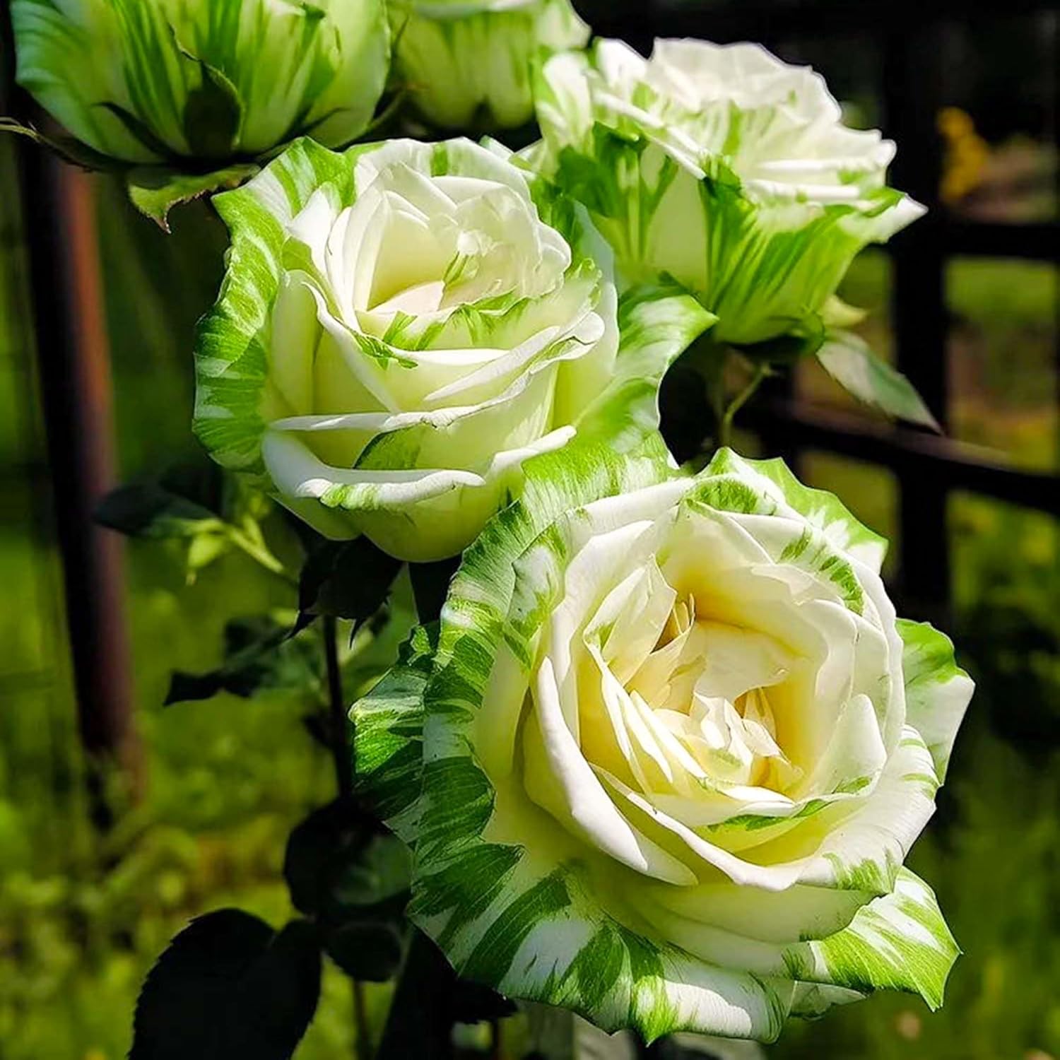 Twin Color Roses Seeds for Planting, Hybrid Green White I6068