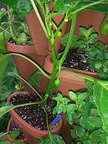 Stackable Vertical Planters for Strawberry, Tomato, Pepper Q22352