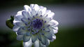 Rare Dinner Plate Dahlia Bulbs Beautiful Perennial Flower Plant Tubers Blooming Summer to Fall (2 Bulbs)