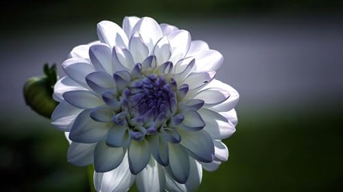 Rare Dinner Plate Dahlia Bulbs Beautiful Perennial Flower Plant Tubers Blooming Summer to Fall (2 Bulbs)