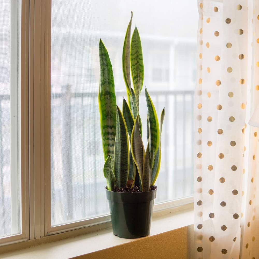 Snake Plant Sansevieria 16in Tall in 6in Grower's Pot T31398