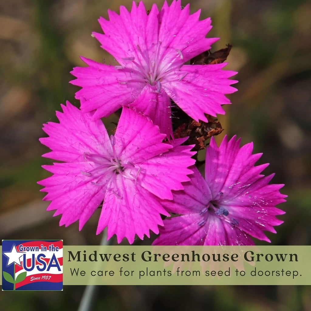 Dianthus Firewitch Live Plants in 4 Inch Pots, Pink Flowers L9668