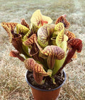 Live Carnivorous Plant Sarracenia x Catesbaei - Juvenile Bare Root Division