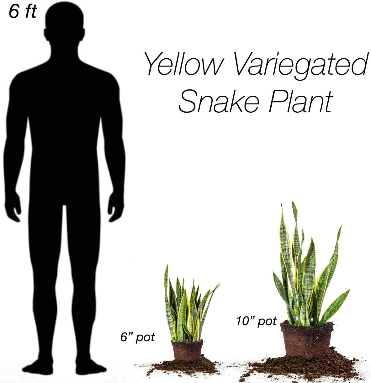 Snake Plant Sansevieria 16in Tall in 6in Grower's Pot T31398
