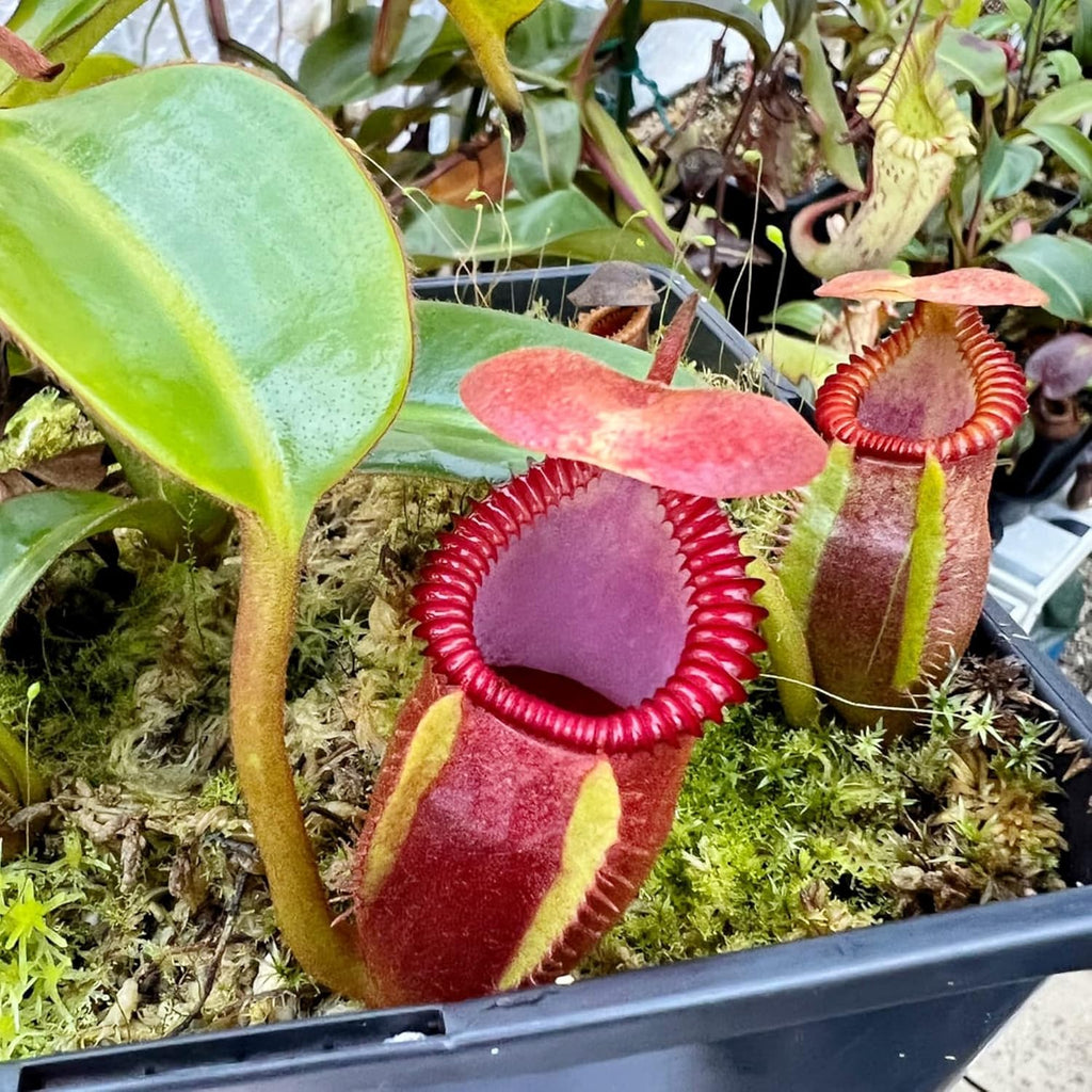 Giant Tropical Pitcher Plant Seeds, Carnivorous Houseplant D87677