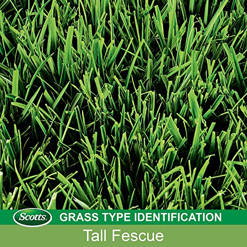 Tall Fescue Grass Seed Mix with Fertilizer and Soil Improver, 5.6 lbs. W545300