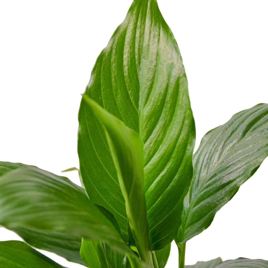 Peace Lily Live Plant in 4" & 6" Pot for Indoor Decor Q925