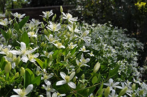 Sweet Autumn Clematis Live Plant in 4 Inch Growers Pot D5501