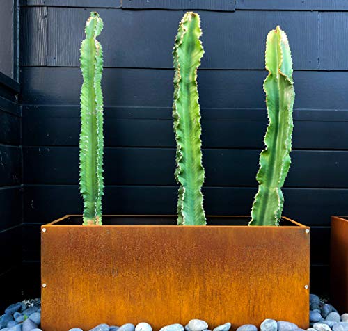 Corten Steel Cube Outdoor Planter Box, Rustic Modern Farmhouse Design, Large Raised Metal Garden Bed Z7323