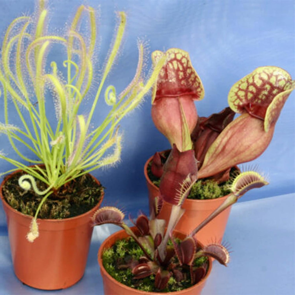 Purple Northern Pitcher Plant Seeds 30, Carnivorous Plant for Home Garden C345141