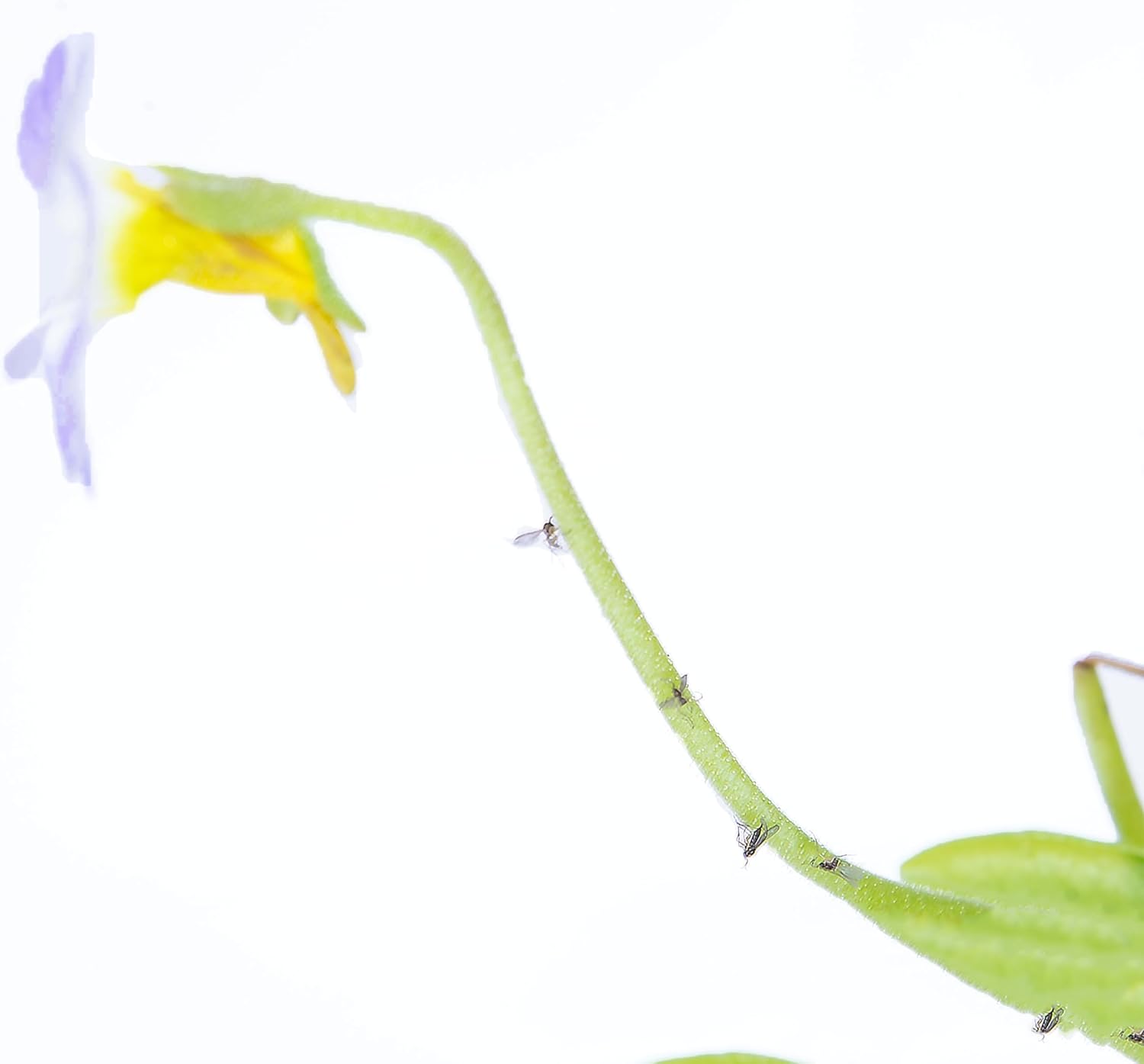 Venus Flytrap Butterwort Combo Live Carnivorous Plants H750