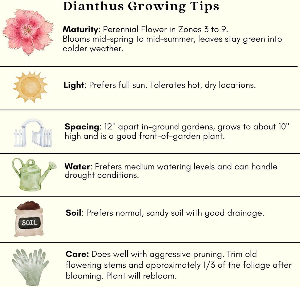 Dianthus Firewitch Live Plants in 4 Inch Pots, Pink Flowers L9668