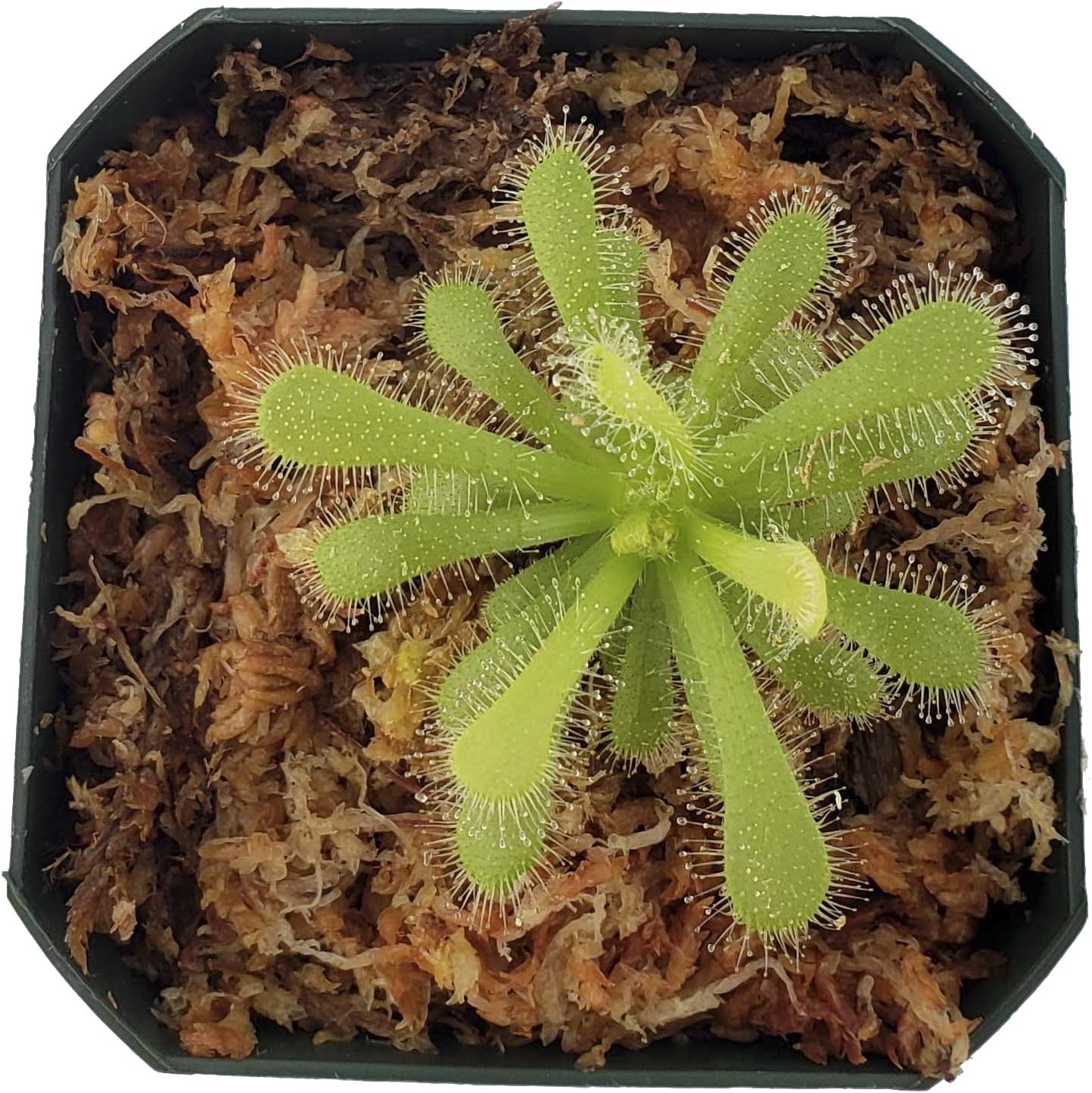 Drosera coccicaulis "Alba" Carnivorous Plant, 3" Pot with Soil U91343