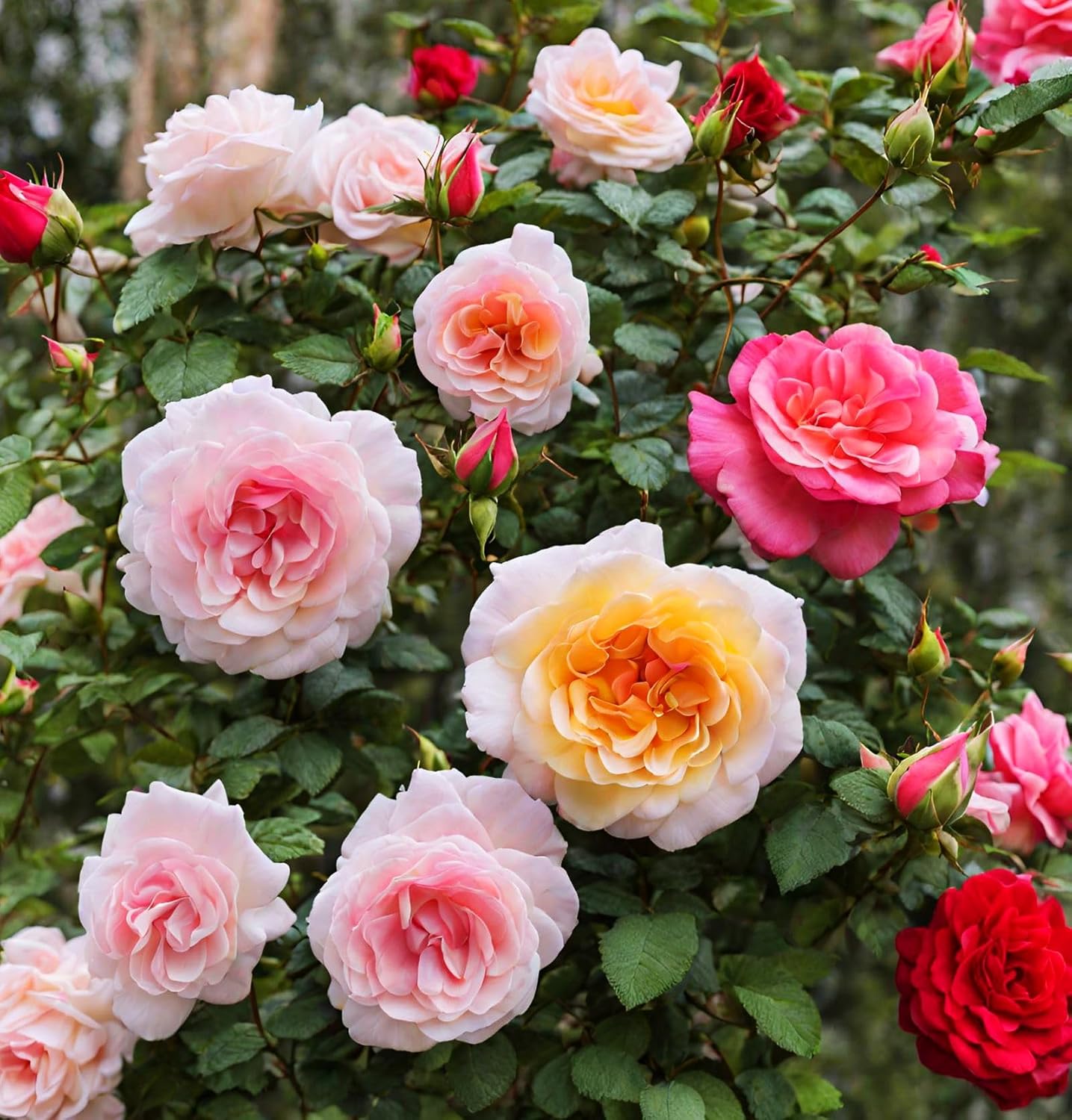 Mixed Color Rose Seeds for Garden Planting, 16 Varieties Perennial Shrub V835