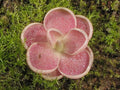 10pcs Butterwort Carnivorous Plant