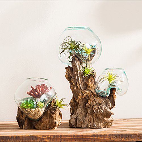Hand-Blown Blue Tinted Bubble Glass Terrarium with Teak Driftwood Stand W1901