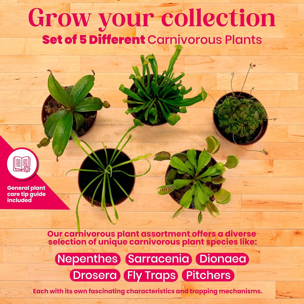 Carnivorous Plant Assortment Set, 5 Live Plants in 2 Inch Pots W4876