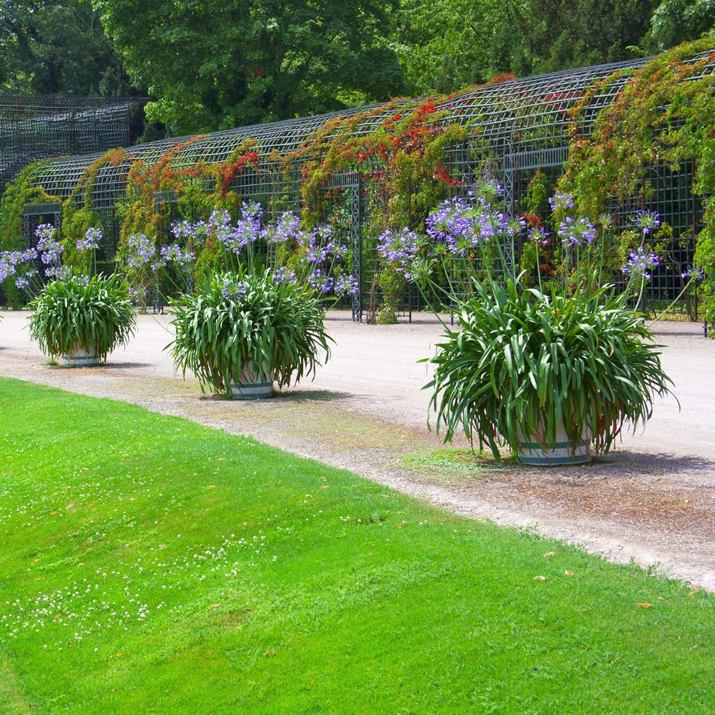 Purple Agapanthus Plant, 1 Gallon L8235