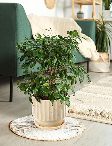 Ceramic Plant Pots 6 inch with Drainage Hole and Saucer, Set of 2, Creamy White K14152