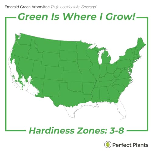 Emerald Green Arborvitae Privacy Hedge, 3 Gal. Grower's Pot N261359