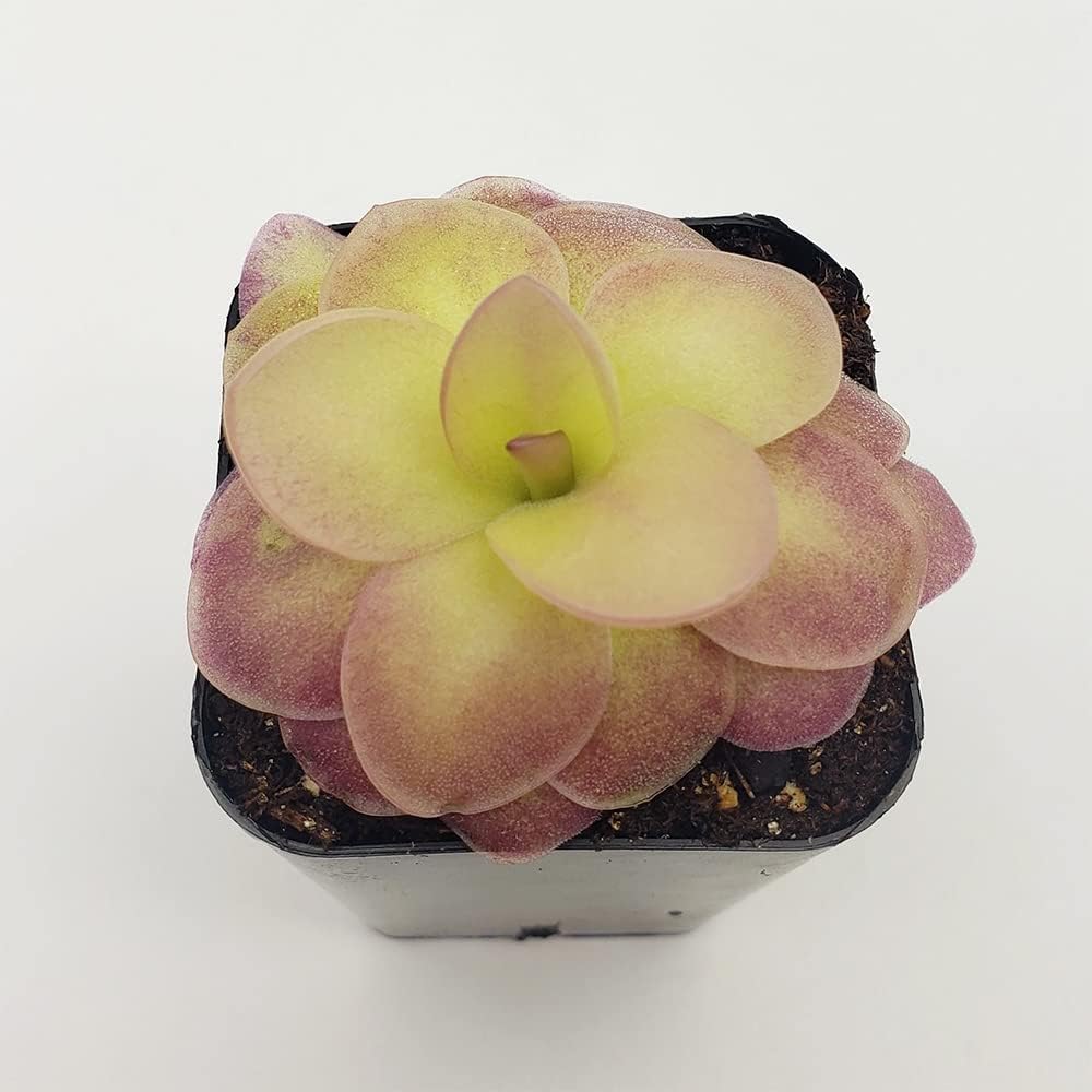 Mexican Butterwort Carnivorous Plant Seeds N780477