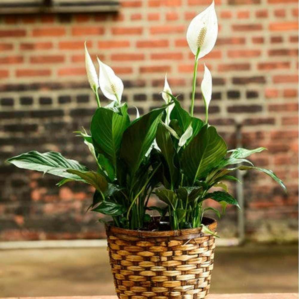 Peace Lily Live Plant in 4" & 6" Pot for Indoor Decor Q925