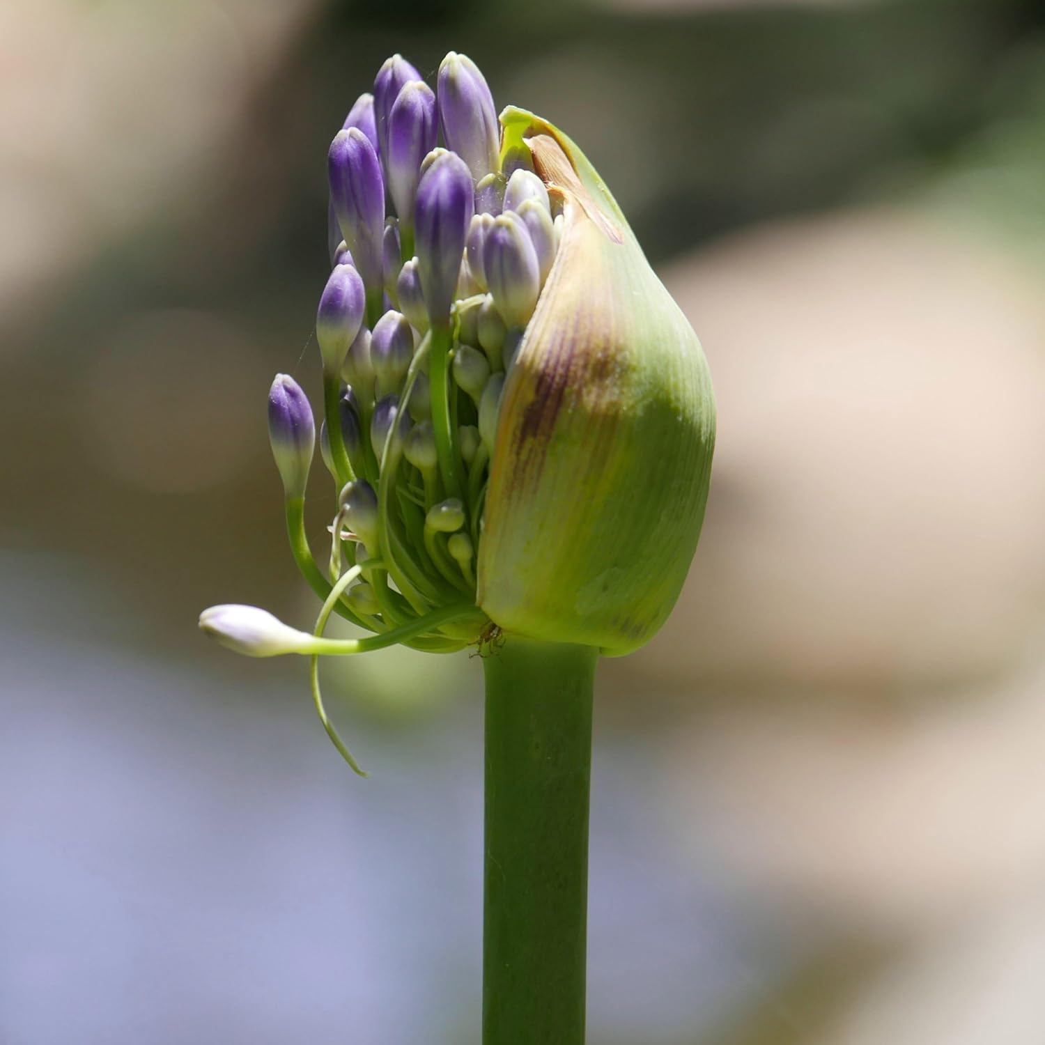 Purple Agapanthus Plant, 1 Gallon L8235
