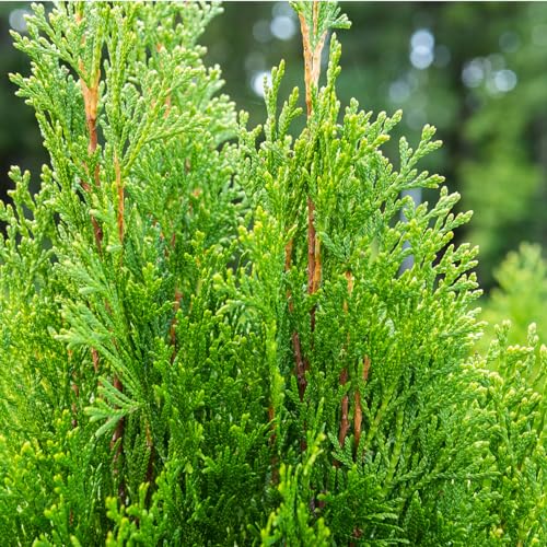 Emerald Green Arborvitae Privacy Hedge, 3 Gal. Grower's Pot N261359