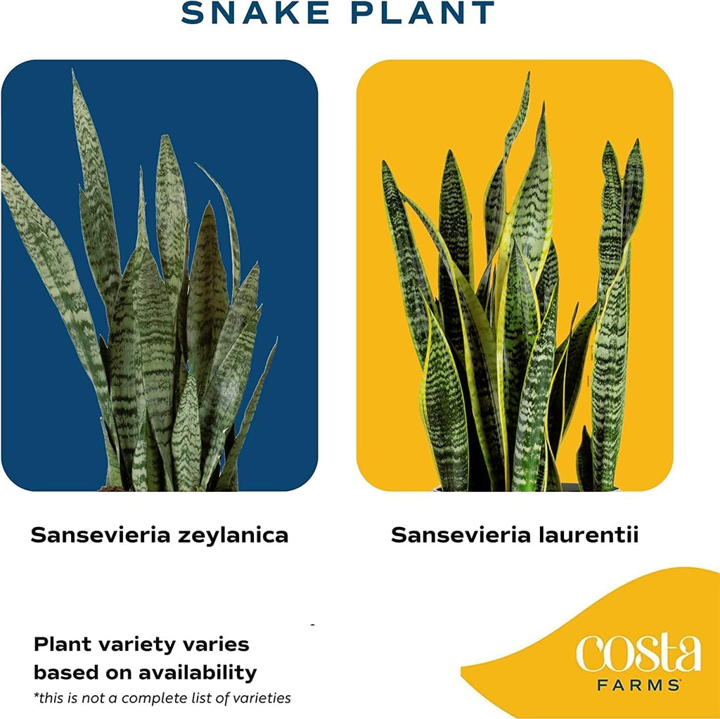 Snake Plant Live Indoor Potted Succulent, 8 Inches Tall J40945