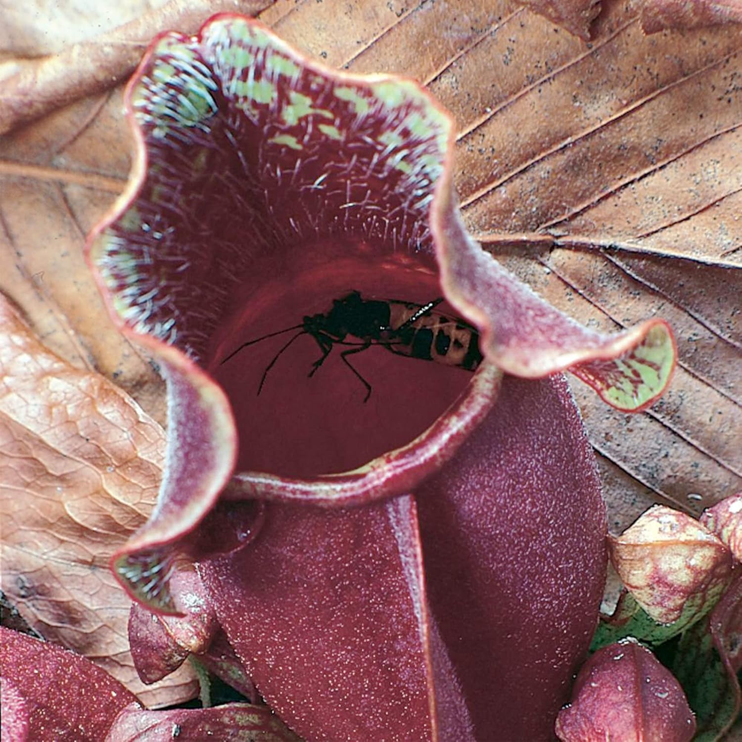 Purple Northern Pitcher Plant Seeds 30, Carnivorous Plant for Home Garden C345141