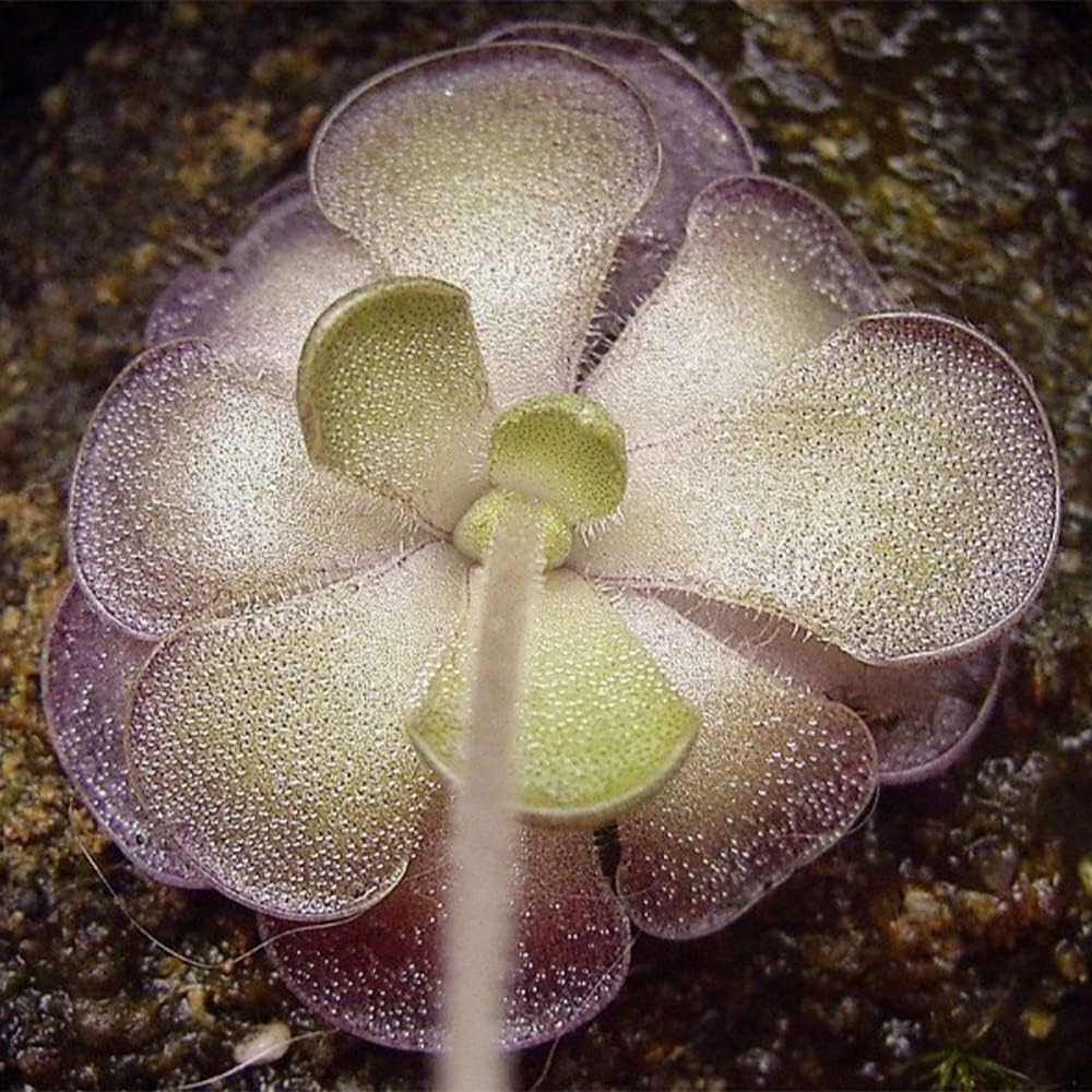 Mexican Butterwort Carnivorous Plant Seeds N780477