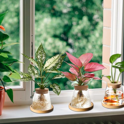 Desktop Plant Terrarium with Wood Lid, Glass Propagation Station D659