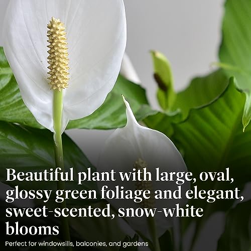 Peace Lily Live Plant, 6-Inch Pot, Indoor Air Purifier U86597