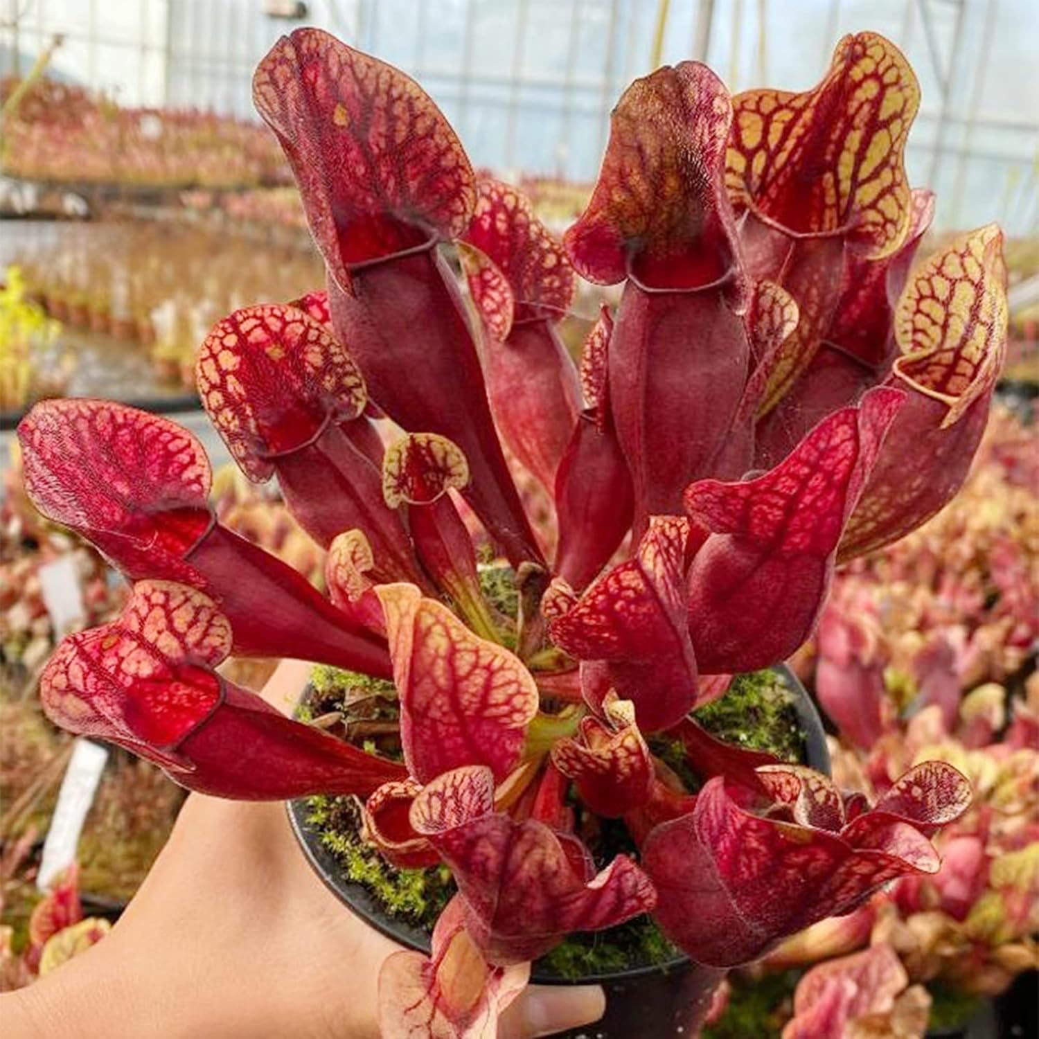 Purple Northern Pitcher Plant Seeds 30, Carnivorous Plant for Home Garden C345141