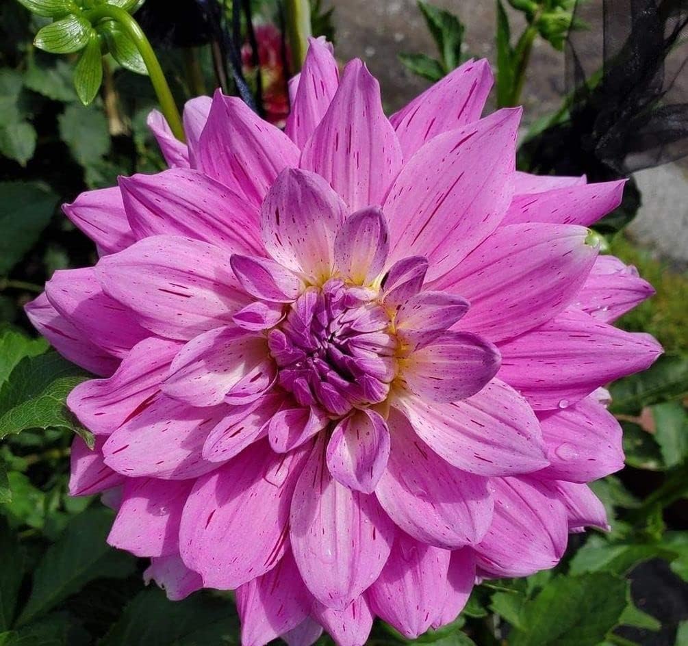 Rare Blue and White Dahlia Seeds Perennial Flowers W52030