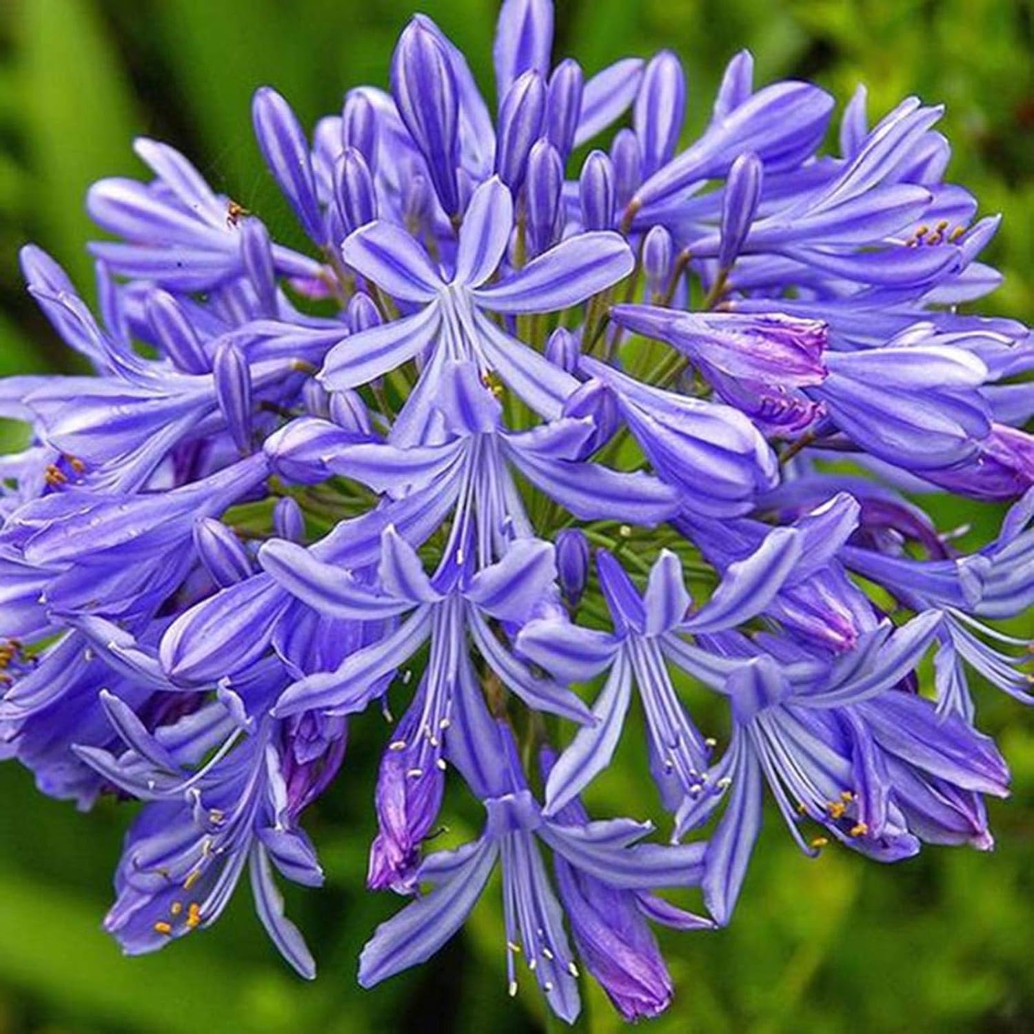 3 Bareroot Blue Agapanthus/Lily of The Nile