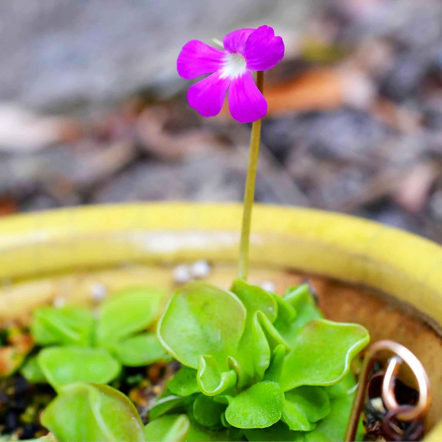 Mexican Butterwort Carnivorous Plant Seeds for Home Garden Q818