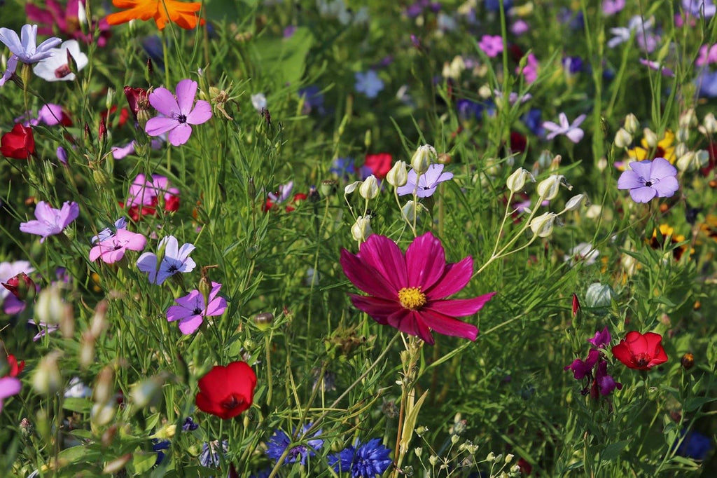 Wildflower Mix for Hummingbirds and Butterflies G599404