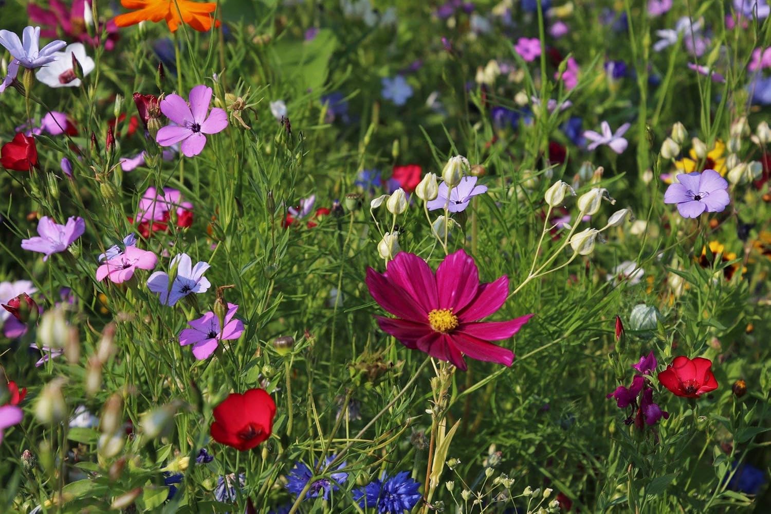 Wildflower Mix for Hummingbirds and Butterflies G599404