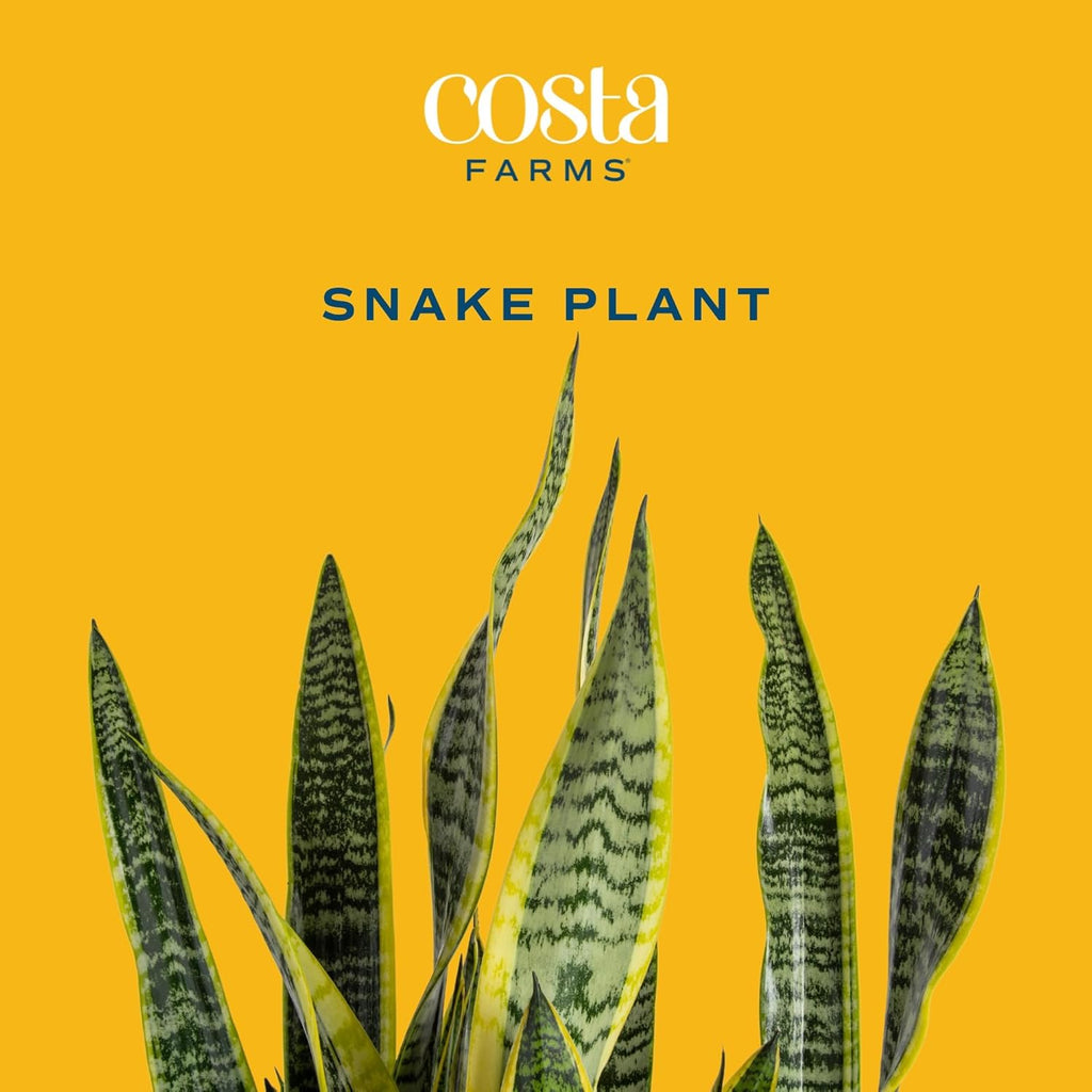 Snake Plant Live Indoor Potted Succulent, 8 Inches Tall J40945